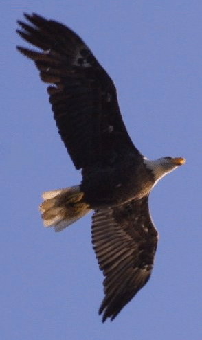 eagle-hewitt-1-cropped02